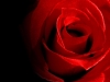 Roza71