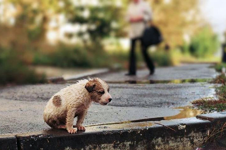 Фото Бездомных Животных На Улице