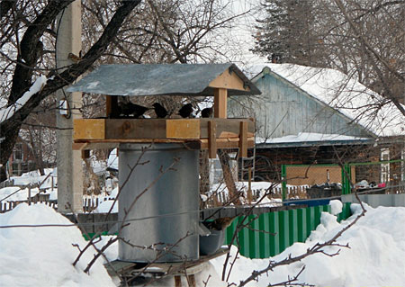 Проект &laquo;Зимующие  птицы  нашего  края&raquo;