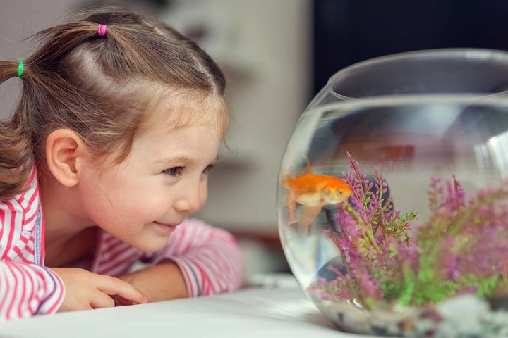 Как выбрать ребенку детский аквариум и рыбок