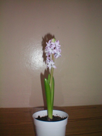 Проект «Нашим мамам в день весенний»