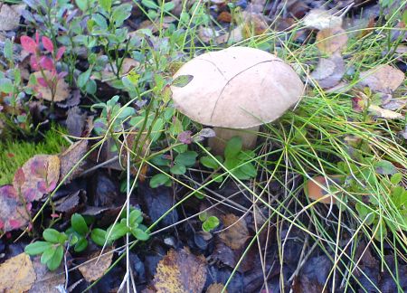 Осень самая чудесная пора. 