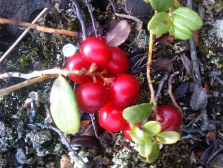 Клюква-северная ягода. 