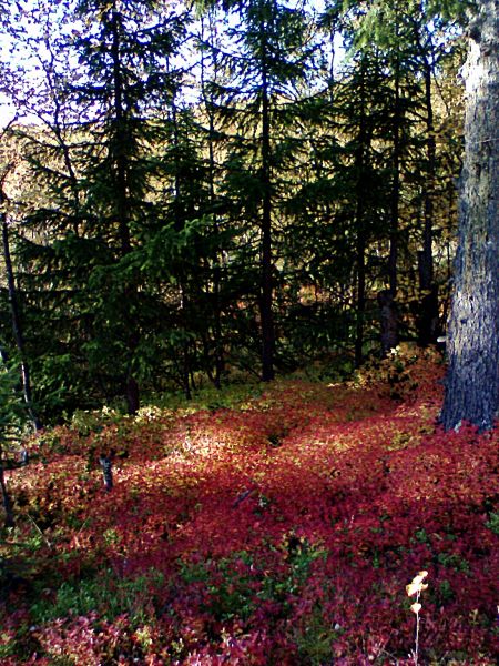 Осень чудесна! Осень прекрасна! 