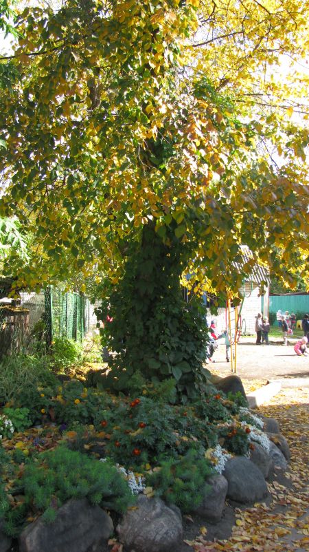 Много­образие деревьев, кустарников, цветов, трав вызывает у детей радостное творческое настроение.