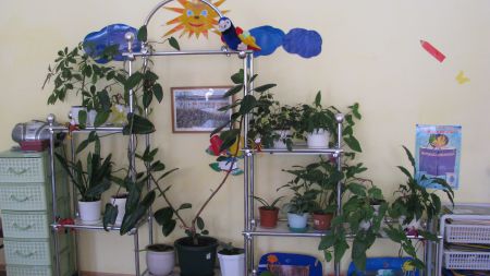 Центры природы в группах являются зелеными островками