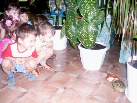 1. «Наблюдение за черепахой»