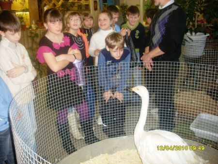 1. Лебедь Феня