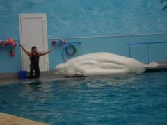 Незабываемая поездка в Утришский дельфинарий