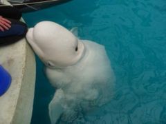 Незабываемая поездка в Утришский дельфинарий