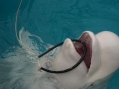 Незабываемая поездка в Утришский дельфинарий