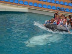 Незабываемая поездка в Утришский дельфинарий