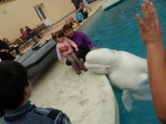 Незабываемая поездка в Утришский дельфинарий