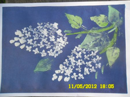 Белая сирень