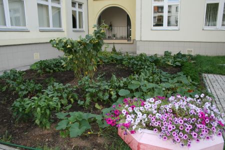 Наш любимый огород