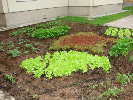 Наш любимый огород