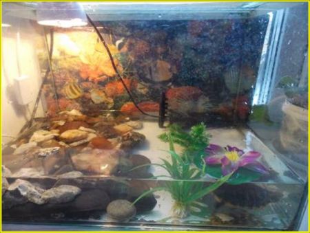 Исследовательский проект &laquo;Этот удивительный мир черепах&raquo;