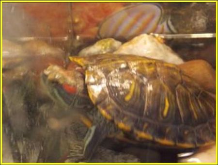 Исследовательский проект &laquo;Этот удивительный мир черепах&raquo;