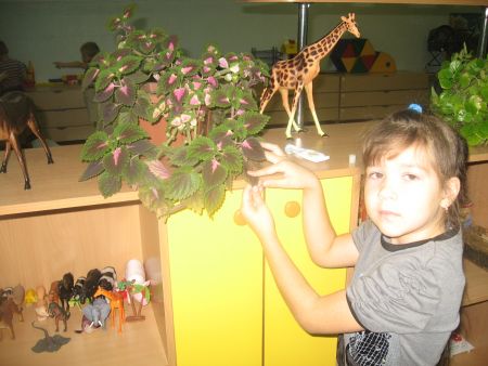 Фото 1. Опыт с растением