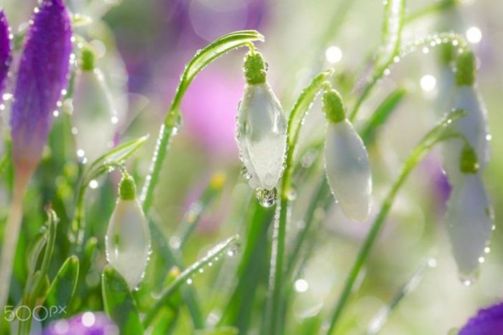 Сборник стихов «Весенняя фантазия» Педагогический портал